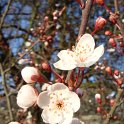 Prunus cerasifera 'Pissardii' fleur